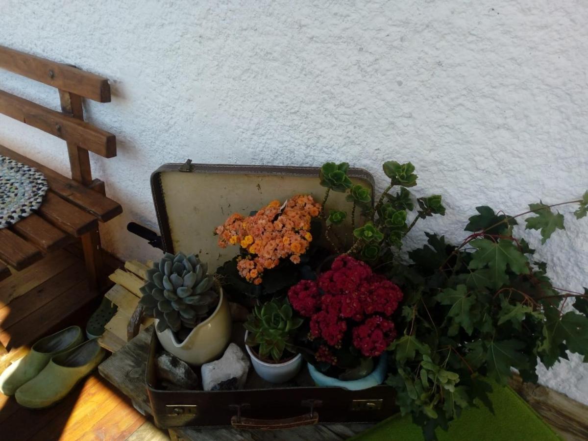 Bed & Breakfast Dolomiti Bey Haus Pinter Assling Esterno foto