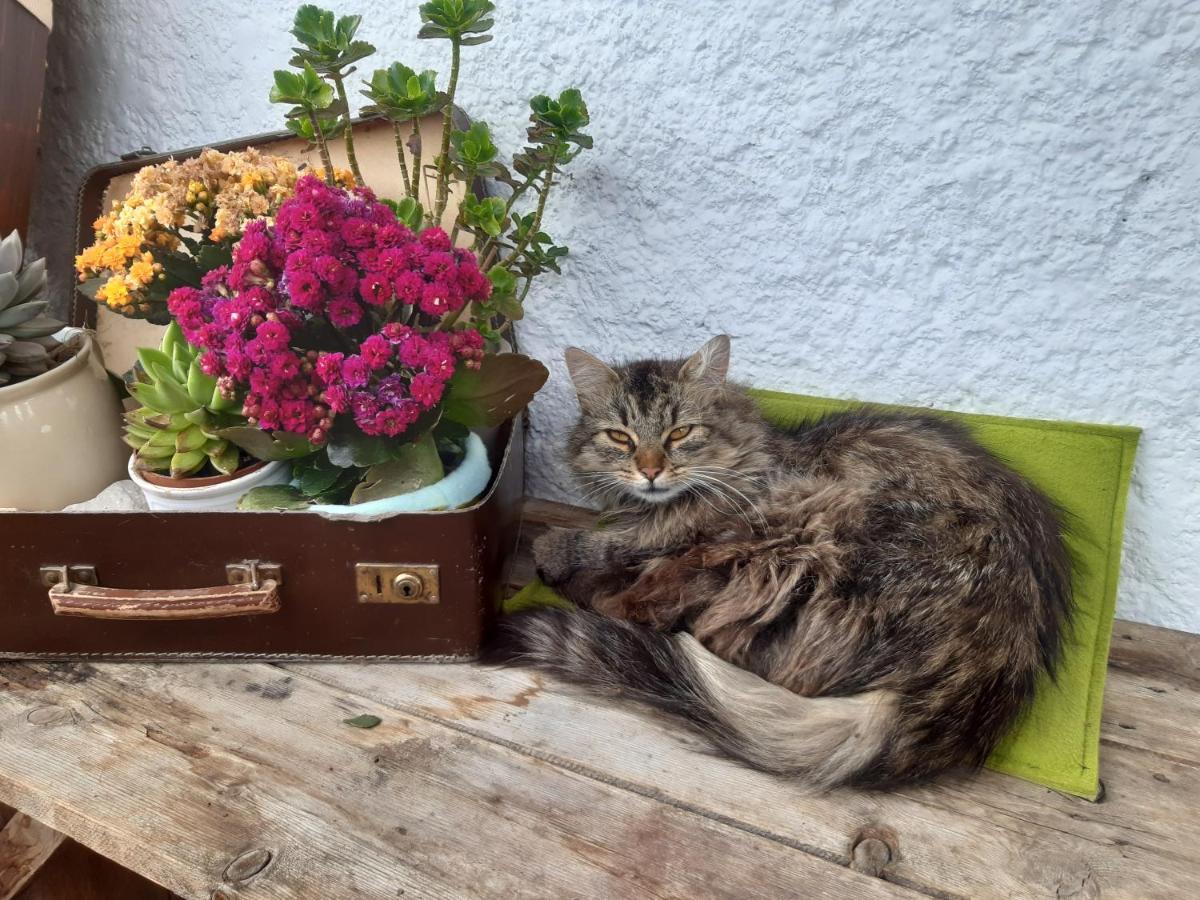 Bed & Breakfast Dolomiti Bey Haus Pinter Assling Esterno foto